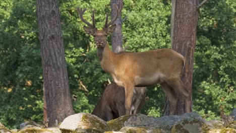 Red-Deer-With-Medium-Antlers-Standing-On-Rocks