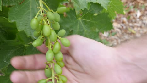HANDS-TOUCHING-GRAPES-ON-A-VINE