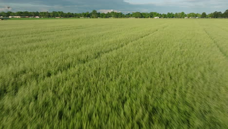 Verdant-rice-fields-in-Dardanelle,-AR,-bask-in-sunlight,-expansive-greenery-stretching-to-horizon
