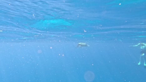 Hawaiian-Green-Sea-Turtle-Approaching-A-Tourist-Swimming-In-Waikiki-Beach