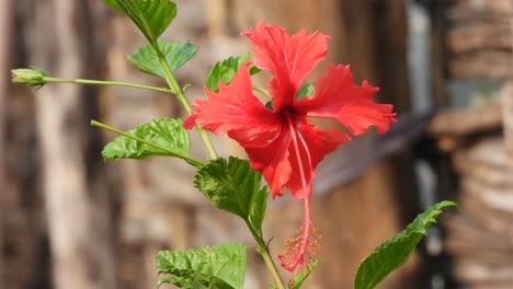 Beautiful-Hibiscus-flower-leafs-