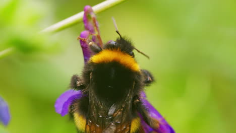 Bee-climbing-over-flower-plant-in-garden