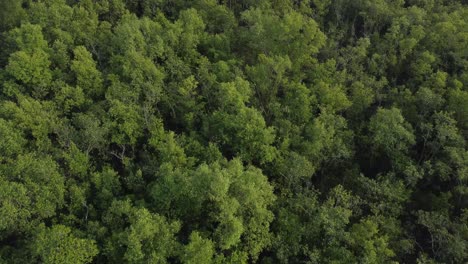 Luftaufnahme-Von-Sundarban,-Einem-Der-Größten-Tigerreservate-Asiens