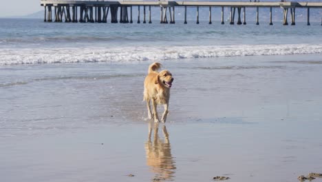 Golden-Retriever-Dog-Running-With-Ball-Toy-in-Mouth-on-Sandy-Beach,-Slow-Motion