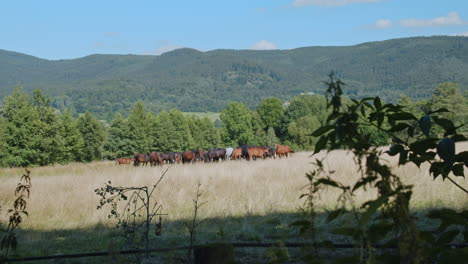 Beautiful-family-of-horses-graze-in-a-sunny-countryside-meadow-hills