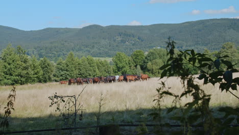 Hermosa-Familia-De-Caballos-Pastan-En-Una-Soleada-Colina-De-Pradera-Rural