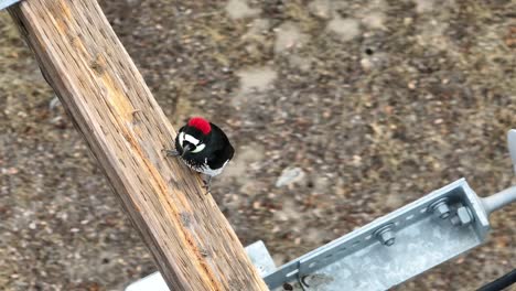 beautiful-colorful-acorn-woodpecker-on-the-wooden-cross-arm-of-an-electrical-distribution-structure-in-a-high-fire-area-getting-ready-to-eat-away-at-the-wooden-cross-arm-AERIAL-STATIC