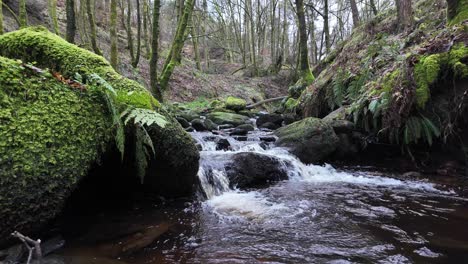 Small,-slow-moving-woodland-stream,-flowing-slowly-through-the-forest-trees
