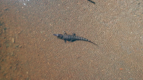 Aerial-close-up-of-a-Crocodile-in-Port-Douglas,-Saltwater-crocodile,-Fresh-water,-River,-Wild-animal-encounter