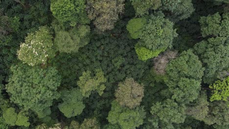 zenithal-shot-of-drone-over-coffee-bushes-inside-a-forest