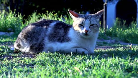 A-Still-Shot-Of-An-Unease-Domestic-Cat-Lying-On-The-Lawn-trying-To-Sleep