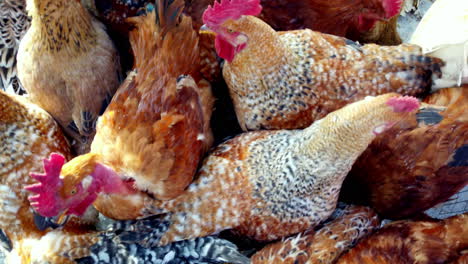 Pollos-Coloridos-En-Una-Jaula-En-El-Mercado-De-Otavalo,-Ecuador,-Mostrando-La-Avicultura-Local