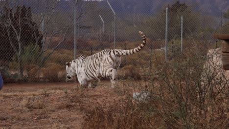 Tigre-Blanco-Persigue-Comida-En-Santuario-De-Vida-Silvestre