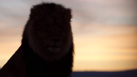lion-silhouette-turning-head-in-sunrise