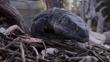 black-throated-monitor-lizard-climbing-over-rocks-flicking-tongue-closeup