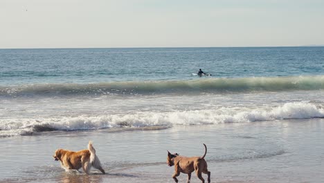 Golden-Retriever-and-Pitbull,-Dogs-on-Beach-on-Sunny-Summer-Day,-Slow-Motion