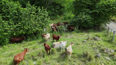 Vacas-Pastando-En-Estado-Salvaje,-Desigualdad-Del-Ganado-En-Libertad