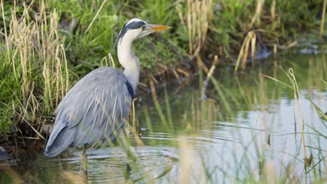 Grey-heron-bird-wading-in-shallow-water-in-grassy-muddy-wetland