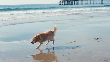 Zeitlupe,-Golden-Retriever-Hund-Fängt-Den-Ball-Am-Sandstrand-An-Einem-Sonnigen-Tag
