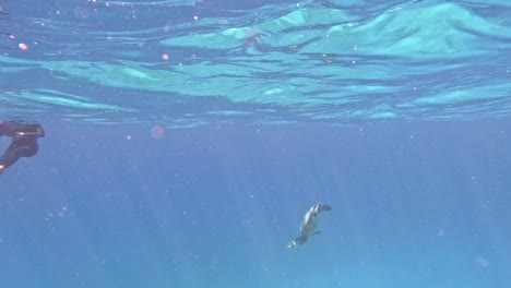Hawaiianische-Grüne-Meeresschildkröte,-Die-Unter-Wasser-Am-Strand-Von-Waikiki-Taucht