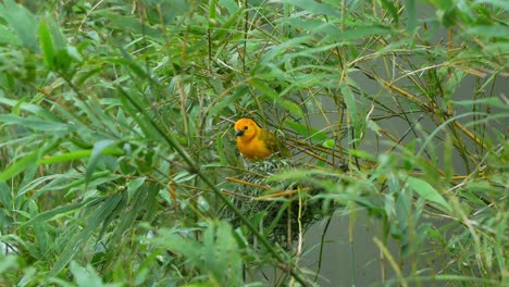 Taveta-weaver,-ploceus-castaneiceps,-with-vibrant-golden-yellow-plumage-perched-on-top-of-the-nest,-looking-around-the-surroundings,-guarding-and-protecting-the-home-during-breeding-season