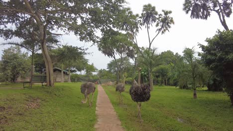 Avestruces-Caminando-En-Diani-Kenia