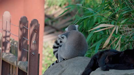 Ring-tailed-lemurs-cuddling-on-rock-in-zoo-enclosure,-telephoto