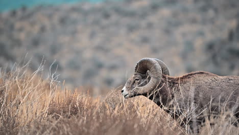 The-Bighorn's-Domain:-Kamloops-Grasslands