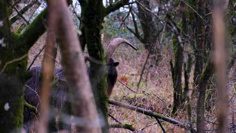 Cabra-De-Pelo-Largo-Con-Grandes-Cuernos-Escondidos-En-La-Espesura-De-Los-árboles-En-El-Bosque-En-La-Campiña-Rural-Inglesa