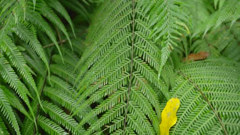Pullback-along-fern-spine-to-apex-with-dew-drops-on-leaves-glistening