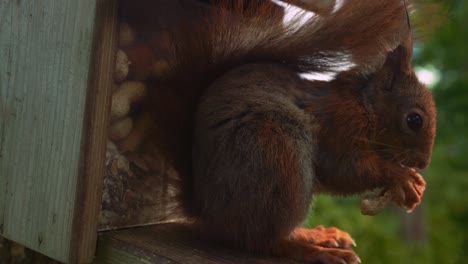 Squirrel-holding-peanut-in-paws-eating-and-nibbling-wildlife-closeup