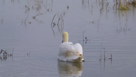 White-swan-on-calm-floodplain-waters,-waterbirds-enjoying-the-wet-winter-landscape-in-the-UK