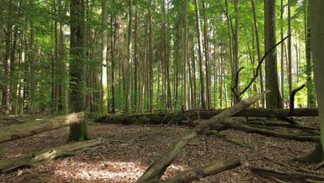 Luftflug-Zwischen-Ästen-Im-Wald-Mit-Licht-Und-Schatten,-Drohnenwagen