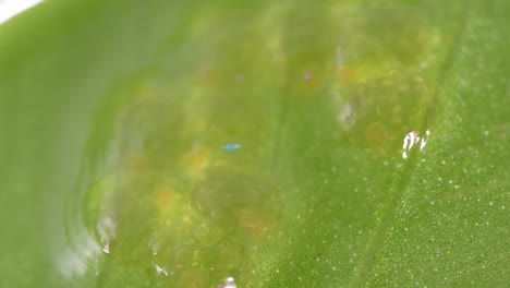 Schwebendes-Schleimiges-Wasserinsektenei-Auf-Grünem-Blatt
