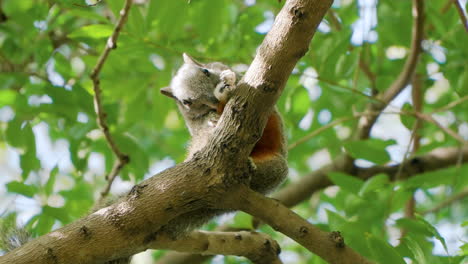 Pallas-Eichhörnchen-Oder-Rotbauch-Baumhörnchen-Beißt-Sich-Ins-Hinterbein-Und-Reinigt-Das-Fell-Von-Flöhen