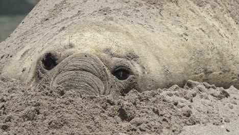 El-Elefante-Marino-De-Aspecto-Triste-Abre-Los-Ojos-Con-La-Nariz-En-La-Arena-De-La-Playa.