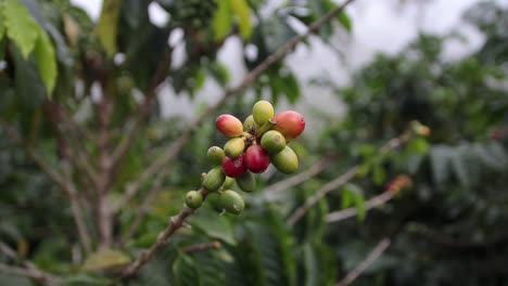 frontal-shot-with-selective-focus-showing-a-coffee-bush-with-coffee-fruits