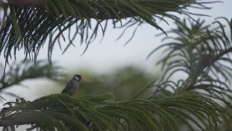 Hawaiianischer-Vogel-Ruht-Auf-Einem-Ast