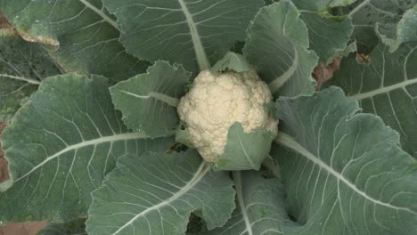 cauliflower-is-being-sold-in-the-market