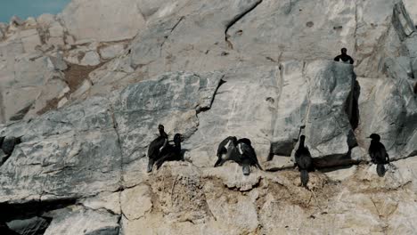 Cormoranes-Imperiales-En-Rock-Island-En-El-Canal-Beagle-Cerca-De-Ushuaia,-Argentina