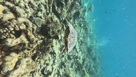 Sea-turtle-gliding-over-reef-Crevices-searching-for-food,-VERTICAL