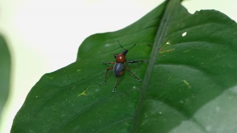 Zooming-out-showing-this-lovely-insect-of-a-leaf,-Metapocyrtus-ruficollis,-Philippines