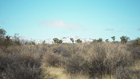 Inspiring-beauty-of-the-desert-as-the-camera-ascends,-revealing-the-rugged-terrain-and-the-timeless-presence-of-the-Joshua-Trees