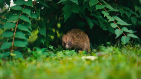 Hedgehog-foraging-in-greenery,-subtle-sunlight-filtering-through-leaves