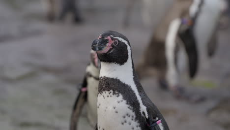 Close-up-of-Humboldt-penguin-surrounded-by-Colony-shaking-off-water