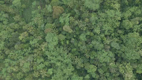 Top-down-view-of-tropical-mixed-forest