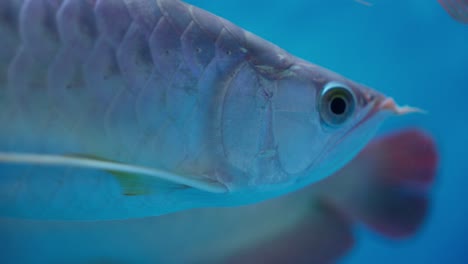 Seitliche-Nahaufnahme-Eines-Asiatischen-Arowana-Fisches,-Der-Im-Blauen-Aquarienwasser-Schwimmt