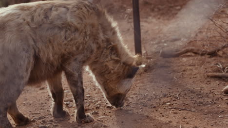 Hyena-eatting-food-off-of-ground-at-sunset