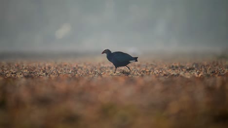 Graukopfhuhn-Auf-Nahrungssuche-Im-Feuchtgebiet