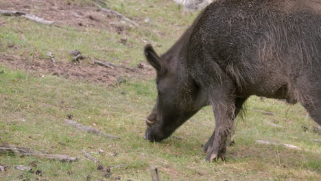 Adult-Male-European-Wild-Boar-Sniffing-Grassy-Ground-On-An-Overcast-Summer-Day